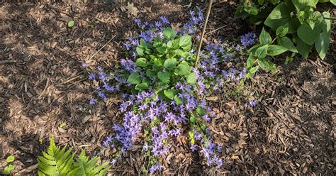 Campanula Poscharskyana - Blue Waterfall In Bloom - Summer 2023