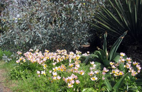 DryStoneGarden » Blog Archive » Bancroft Garden Tulipa Saxatilis