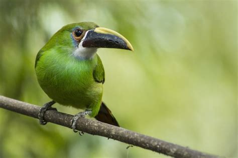 Emerald Toucanet / Toucanet des Andes / Aulacorhynchus albivitta – Coraves Birding Tours