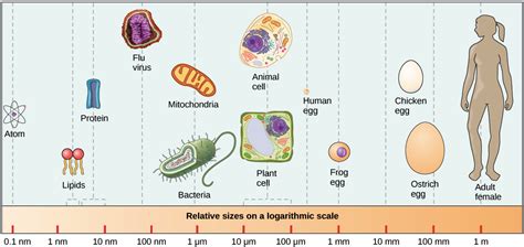 Molecules to Organisms - Exploring Science