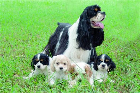 10 Best Cocker Spaniel Breeders (2024): Our Top 10 Picks!