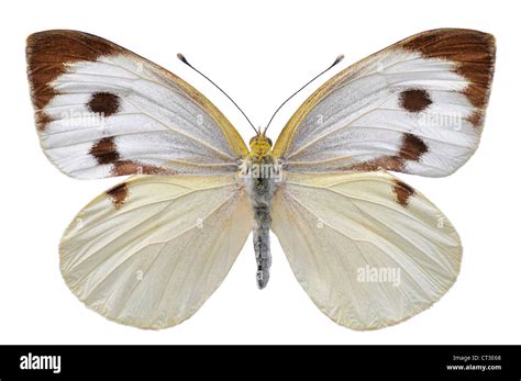 Large white butterfly, also called Cabbage Butterfly or Cabbage White ...