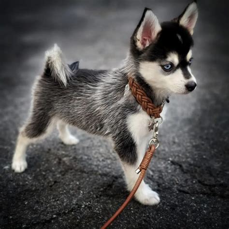 Teacup Pomsky 101: Your Guide to Raising This Tiny Pup - BorderCollieHealth