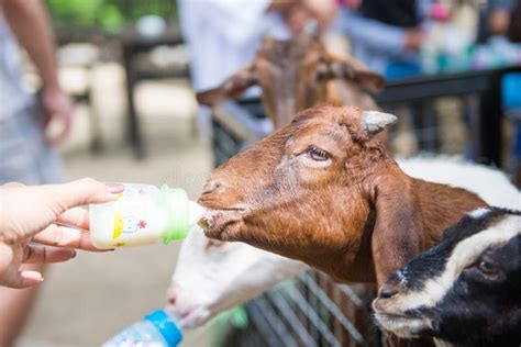 Baby Goat are Drinking Milk in Bottles Stock Photo - Image of bottles, little: 89120078