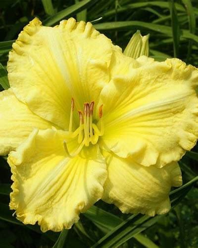 21+ Yellow Daylily Varieties – World of Garden Plants