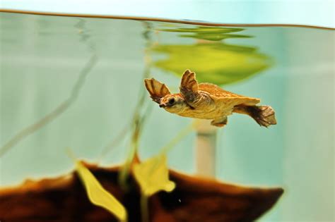 Aquatic Turtles: Care and Feeding Basics to Be Aware Of | PawTracks