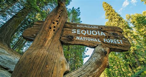 Sequoia National Park Camping | Insider Families