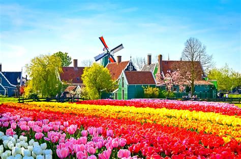 Beyond Amsterdam- Windmills, Flowers and Hidden Treasures of Holland - Nordic Experience