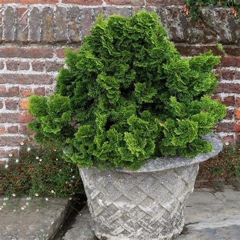 Dwarf Hinoki Cypresses for Sale– FastGrowingTrees.com