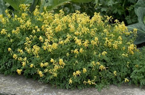 Corydalis lutea Yellow Corydalis | Garden Center Marketing