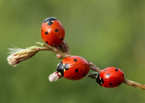 Ladybug Symbolism, Meaning, Totem, Dream | Spirit animal totem, Ladybug ...