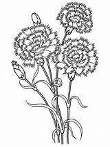 Carnation Flower Coloring Pages At GetColoringscom  Free Printable sketch template
