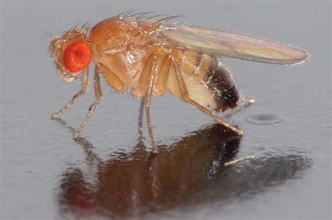 Unusual Labmates: Fruit flies - MIT Department of Biology