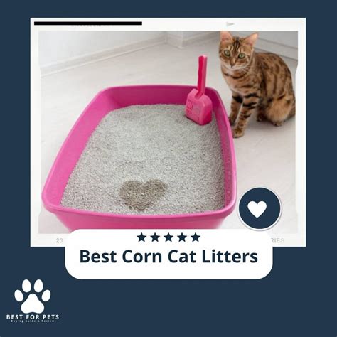 The 11 Best Corn Cat Litters - BestForPets.org