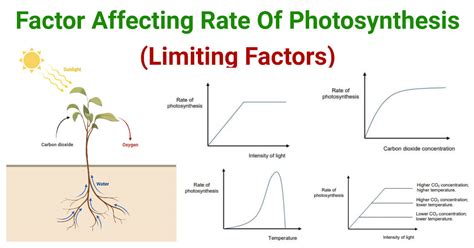 Photosynthesis Limiting Factors (Factors Affecting)