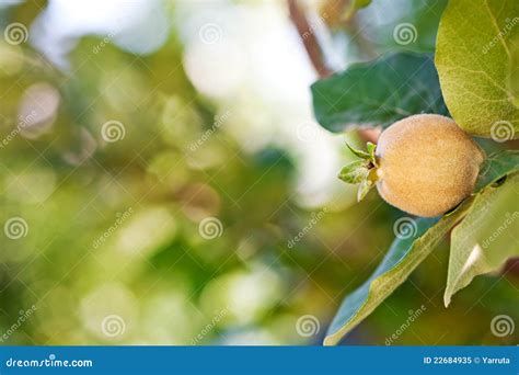 Fruta Joven En árbol De Membrillo Foto de archivo libre de regalías ...