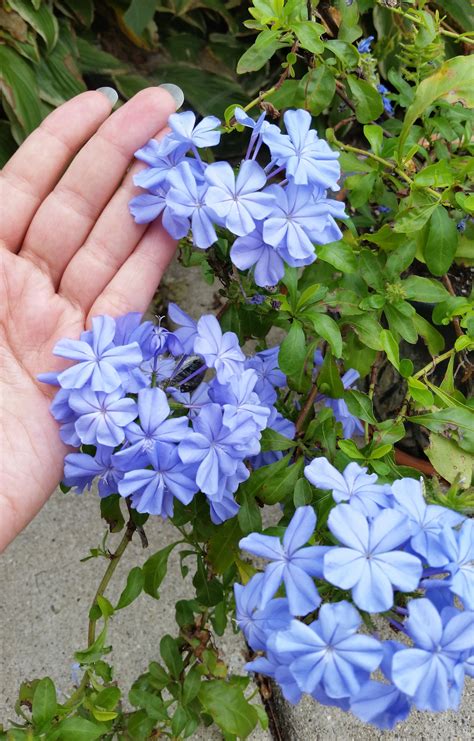 Plumbago auriculata (Leadwort) - Everblooming Houseplants