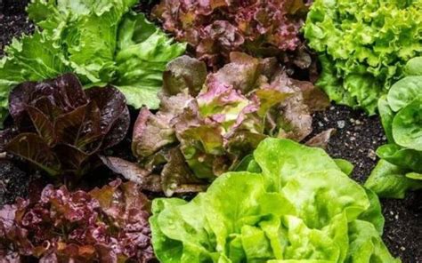 19 Different Types Of Lettuce Varieties For Your Garden - Gardening Chores