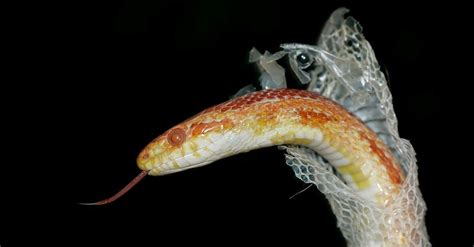 How Often Do Snakes Shed? - A-Z Animals