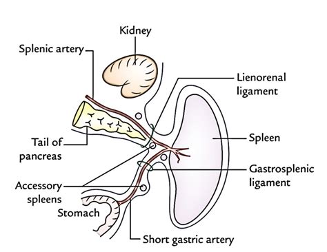 Spleen Anatomy – Earth's Lab