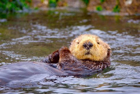 Sea Otters’ Failure to Thrive Confounds Researchers - The New York Times