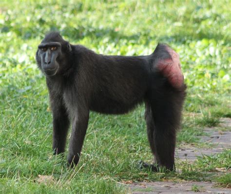 Celebes crested macaque - ZooChat