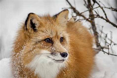 Red Fox in Snow Photograph by Jack Bell