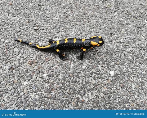 Baby Salamander Stock Photos - Download 64 Royalty Free Photos