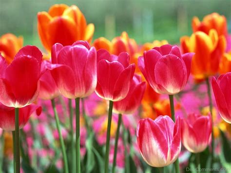 Tulip Afghanistan National Flower - Desi Comments