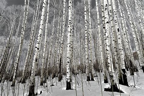 Aspen Trees in Winter Photograph by Eric Glaser - Fine Art America