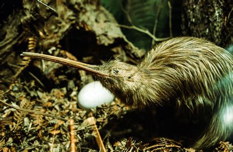 Kiwi Bird Predator Prey Relationships