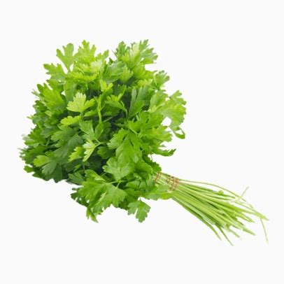 Fresh Coriander – Grover Groceries