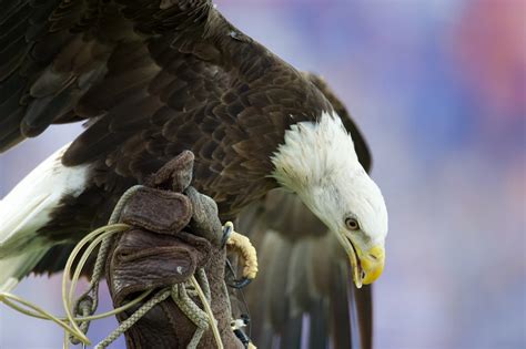 Bald Eagle Webcam at Duke Farms