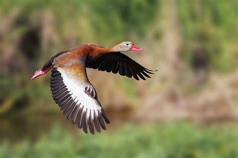 Black-bellied Whistling Duck Flying Photograph by Adam Jones | Pixels