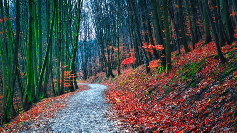 Red Leaves Autumn Green Algae Covered Trees Forest Background 4K HD Autumn Wallpapers | HD ...