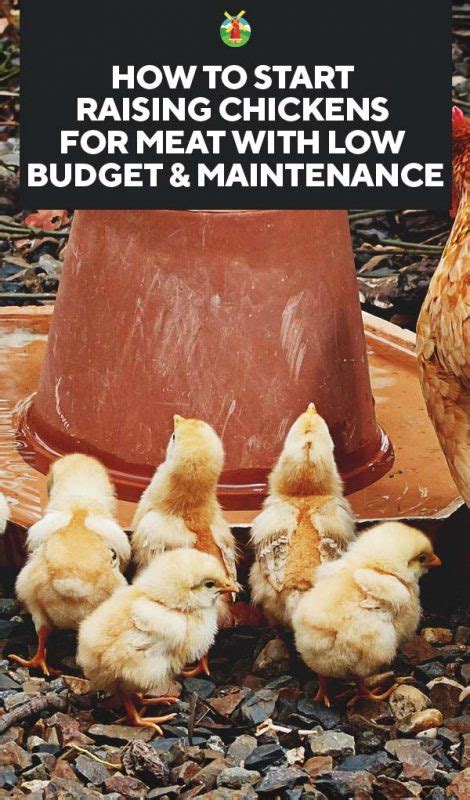 How to Start Raising Chickens for Meat with Low Budget & Maintenance