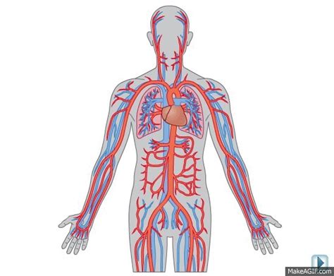 Circulatory system on Make a GIF