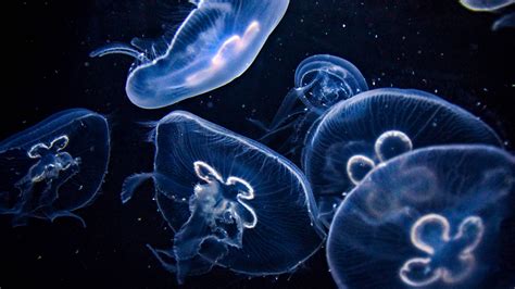 Jellyfishes 4K 5K Wallpapers | HD Wallpapers | ID #27973