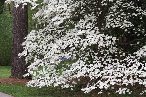 Diamonds in My Coal bucket: Appalachian Word of the Week -- DOGWOOD WINTER