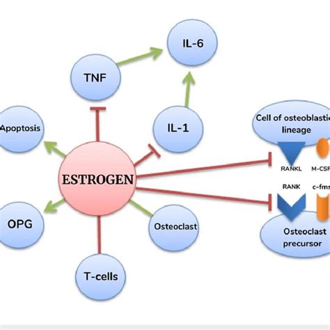 Role of estrogen in the bone remodeling cycle IL-6: interleukin 6 ...