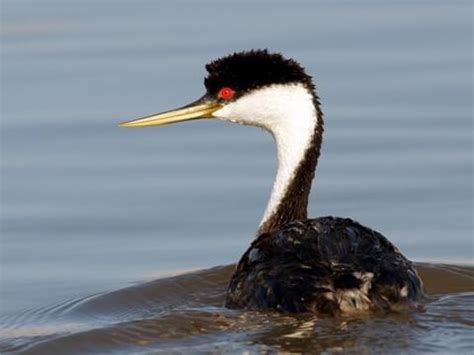 21 Popular Birds With Red Eyes (With Photos) - Animal Hype