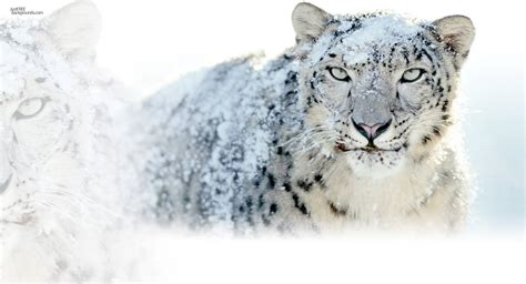 Animals in Snow Wallpaper - WallpaperSafari