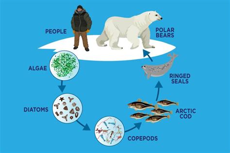 The Importance of Sea Ice: from Phytoplankton to Polar Bears | Polar Bears International