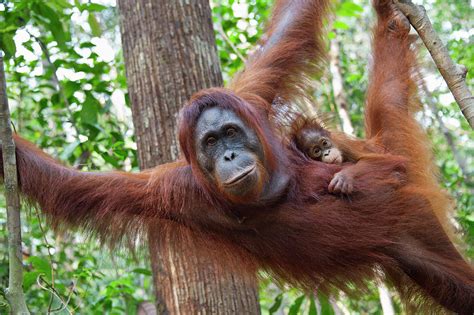 Orangutan Mother And Baby Photograph by Suzi Eszterhas | Fine Art America