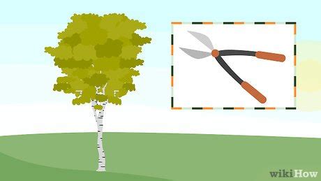 How to Grow Birch Trees (with Pictures) - wikiHow