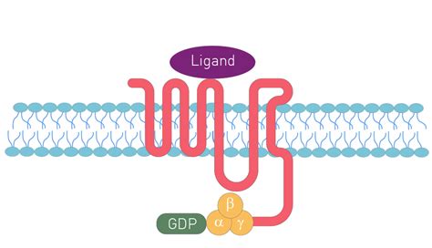 G-protein coupled receptors (GPCRs) | BMG LABTECH