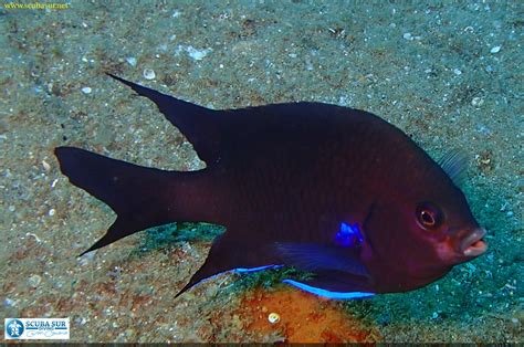 Canary damsel - ScubaSur Scuba Diving Gran Canaria