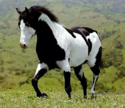 Black and White Paint Horse...Beautiful!!! | Animals | Pinterest ...