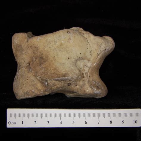 Cattle (Bos taurus) left tibia, posterior view - BoneID