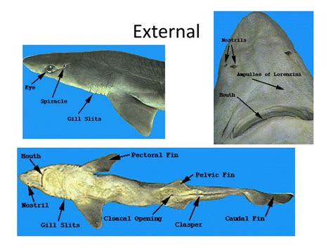 PPT - Dogfish Shark Dissection Images PowerPoint Presentation - ID:2873208